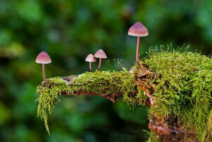Mushrooms grown 
